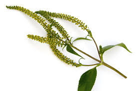 L'ambroisie est une plante invasive reconnue mauvaise herbe. Si L Ambroisie Prolifere Les Cas D Allergie Se Multiplieront Allez Savoir