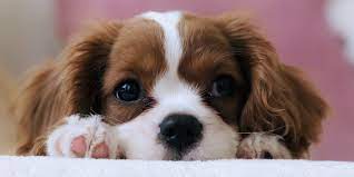 Where To Find Dogs & Puppies For Sale Near You: 10 Ethical Sites