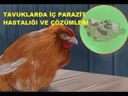Tavuklarda Ic Parazit Hastaligi 100 Cozumlu Youtube Tavuk