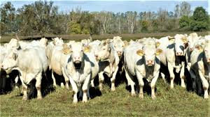 Dacă ar fi să compari carnea de angus cu cea de highland, gurmanzii ar spune că cea din urmă are o carne mai fragedă, cu un gust special, sălbatic, de de aceea poate și cererea foarte mare de pe piața internațională. Vaci Charolaise Charolaise Cows Youtube