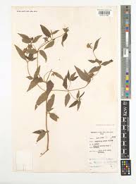 Image result for Aspilia helianthoides