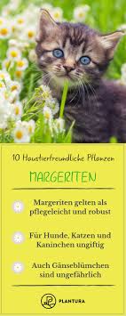 10 Haustierfreundliche Pflanzen Fur Garten Wohnung Margeriten Einige Pflanzen Sind Giftig Fur Tiere Als Tierfhalter Hunde Garten Pflanzen Giftige Pflanzen