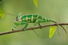 Veiled chameleon chameleon safe plants with pictures. Baby Chameleon 7 Care Tips Facts You Need To Know Everything Reptiles