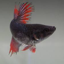 Live Betta Fish Female Red Blue Crowntail