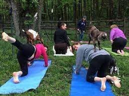 The space is wide open and bright with a huge bank of windows and high ceilings. Yoga With Our Baby Goats At Spotted Hill Farm Pottstown Pa Patch