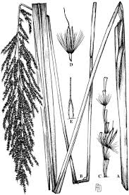 Image result for Megaloprotachne