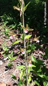 Image result for Eulophia