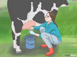 3 Ways To Milk A Cow Wikihow