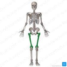 Femur Bone Anatomy Proximal Distal And Shaft Kenhub