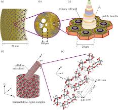 Check spelling or type a new query. Correlations Between Axial Stiffness And Microstructure Of A Species Of Bamboo Royal Society Open Science