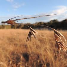 Image result for Themeda triandra