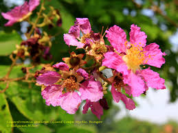 Image result for Buchnera speciosa