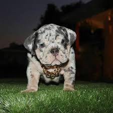 Puppyfind.com has been visited by 10k+ users in the past month English Bulldog Puppies Home Facebook