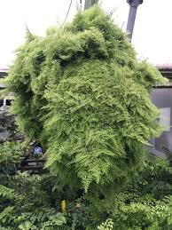 The most common cotton candy fern material is cotton. Cotton Candy Fern Matureplants