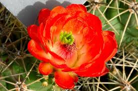 Cactus Flower Cactus Flower From March 2009 Color Reference Working Copy Cactus Flower Flower Photos Flowers