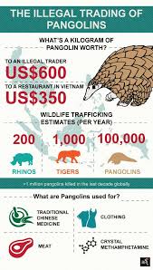 A record 14.2 tons of the the sheer size of these two latest seizures is unprecedented and will undoubtedly prove a major setback. Asean S Pangolin Disaster The Asean Post