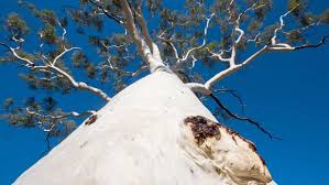 We did not find results for: 15 Beautiful Trees With White Bark