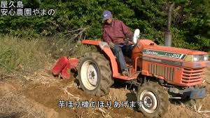 ウコンの育成