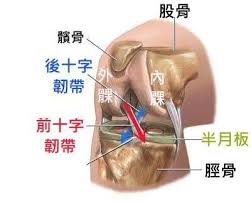 十字韌帶和半月板受傷會怎麼樣 竹子的體育教室 痞客邦 health care health
