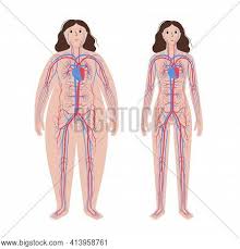 Urine from the kidneys flows down the urinary tract and into your bladder. Human Arterial Venous Vector Photo Free Trial Bigstock