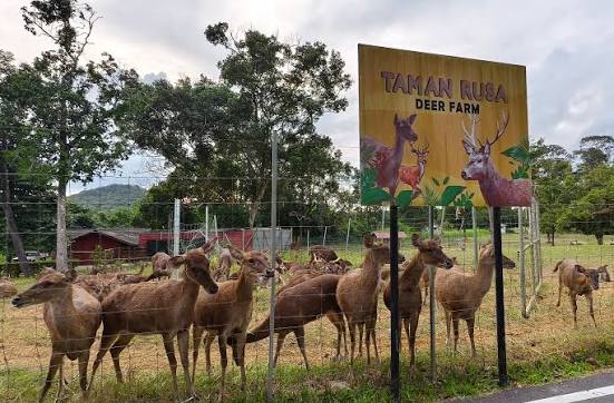 Salah satu tempat yang wajib dilawati setiap kali berada di Kampus UUM  iaitu Taman Rusa. Haiwan yang jinak boleh dibelai dan bergambar bersama..  Satu pengalaman yang tidak akan dilupakan..