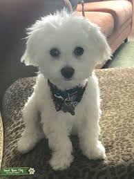 Browse thru thousands of maltipoo dogs for adoption near jacksonville, florida, usa area , listed by dog rescue organizations and individuals, to find your match. Stud Dog Maltipoo 75 Percent Maltese Breed Your Dog