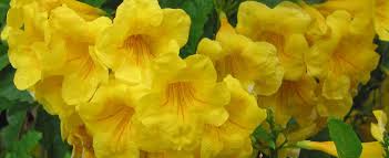 Apple — jingle bells 07:48. Tecoma Esperanza Trumpet Flower Yellow Bells Tecoma Stans Sundance