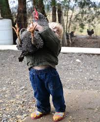 Image result for chicken age 3