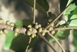 Image result for Ficus lutea