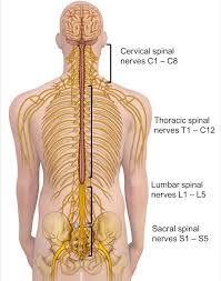 These generally result in some loss of function in the hips and legs. Spine Anatomy