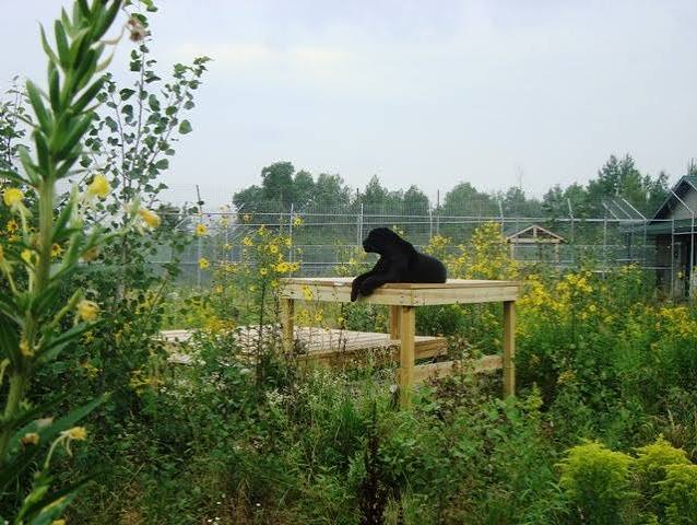 What does it really mean to be called an animal sanctuary?