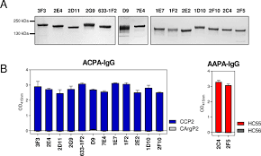 Chemical modification of proteins methods mol biol. Antibodies And B Cells Recognising Citrullinated Proteins Display A Broad Cross Reactivity Towards Other Post Translational Modifications Annals Of The Rheumatic Diseases