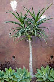 Image result for Aloe bukobana