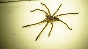 Ich habe in der gesamten wohnung kleine fliegen. Die 27 Haufigsten Insekten Und Spinnen Im Sommer In Deutschland