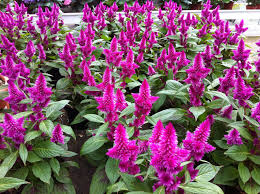 L'ouvrage le plus complet sur les plantes d'intérieur : Plantes Site De Fanny Fleurs Gosset Fleurs Amiens Cote Fleurs Dure