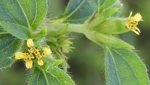 Image result for Calyptocarpus vialis