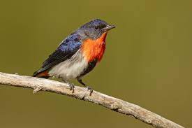 Australia pty ltd gcenseo pty ltd gemtree genesee wyoming australia geo commodities geoffrey thompson holdings george the farmer pty ltd george weston foods geraldton fisherman's cooperative german australian chamber of industry and commerce gfresh ghd gifford finance. Mistletoebird Wikipedia
