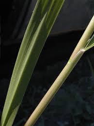 Image result for Panicum pilgeri