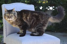 Cat Felis News Latest Breaking Updates And Headlines Today Evening Standard