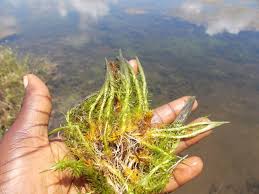 Image result for Mayaca baumii