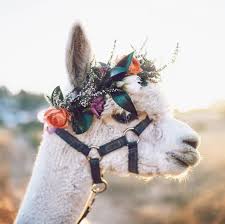 New living translation blind guides! Okay We Ve Seen Bridesmaid Cats Usher Pups Is This The Time Of The Llama Flower Girl Crossing Fingers Susseste Haustiere Niedliche Kreaturen Flauschige Tiere