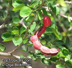 Image result for Pithecellobium dulce