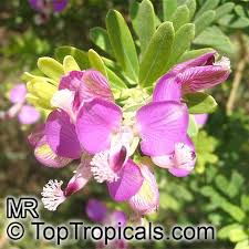 Image result for Polygala myrtifolia