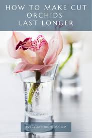 Do you want flowers blooming throughout the year? How Long Do Cut Orchids Last Everyday Orchids