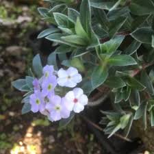 Image result for Nicolasia pedunculata