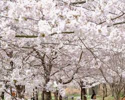 제주 대왕수천예래생태공원 풍경, AI로 생성