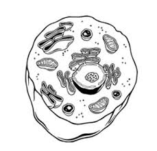 Black and white picture of animal cell. Animal Cell Drawing Not Labeled