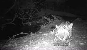 Cocodrilo se enfrenta a jaguar y logra sacarlo de su territorio