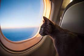 We did not find results for: Registering Your Cat As An Emotional Support Animal The Catnip Times