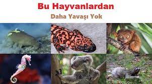 tembel hayvanlar dunyanin en yavas en uyusuk ve miskin hayvanlari